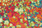 Move 4451 Multi 240cm x 300cm